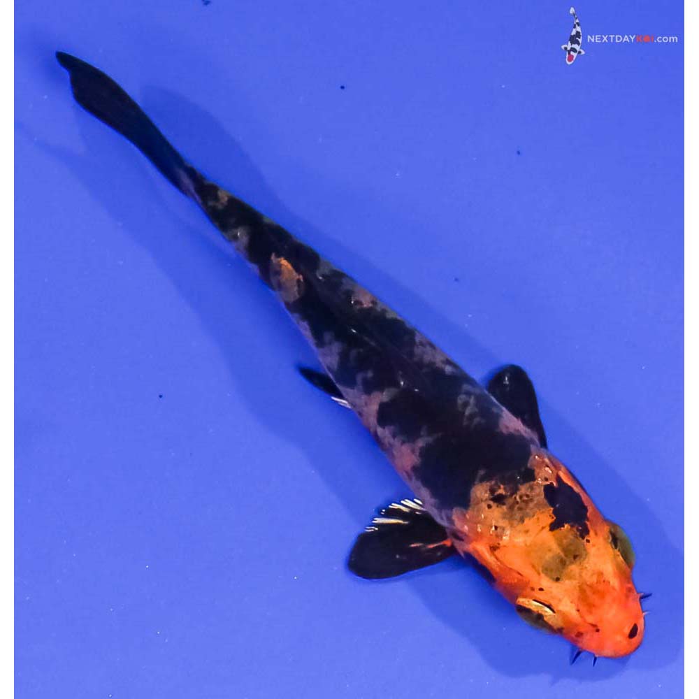 3.5” Imported Kin Aka Bekko