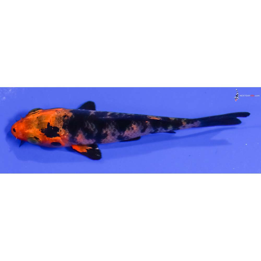 3.5” Imported Kin Aka Bekko