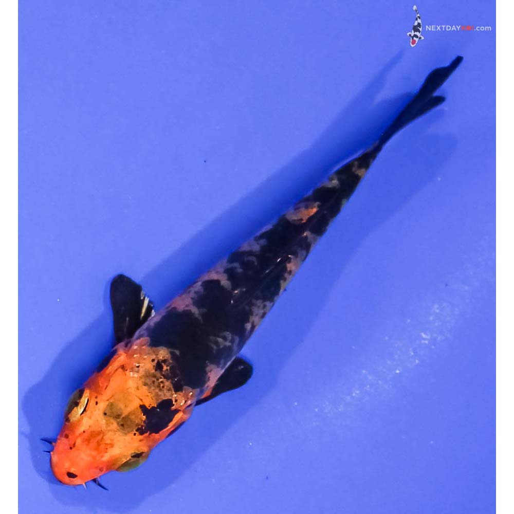 3.5” Imported Kin Aka Bekko