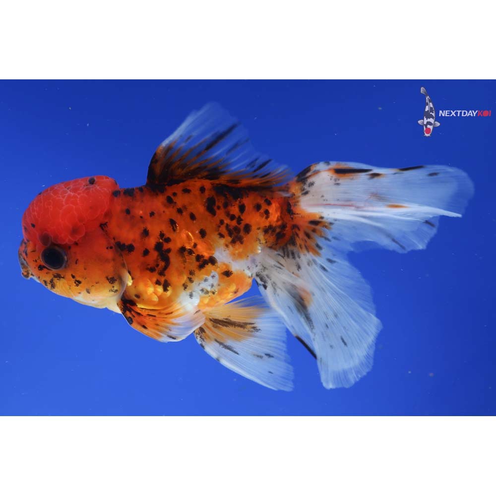 5” Imported Calico Oranda