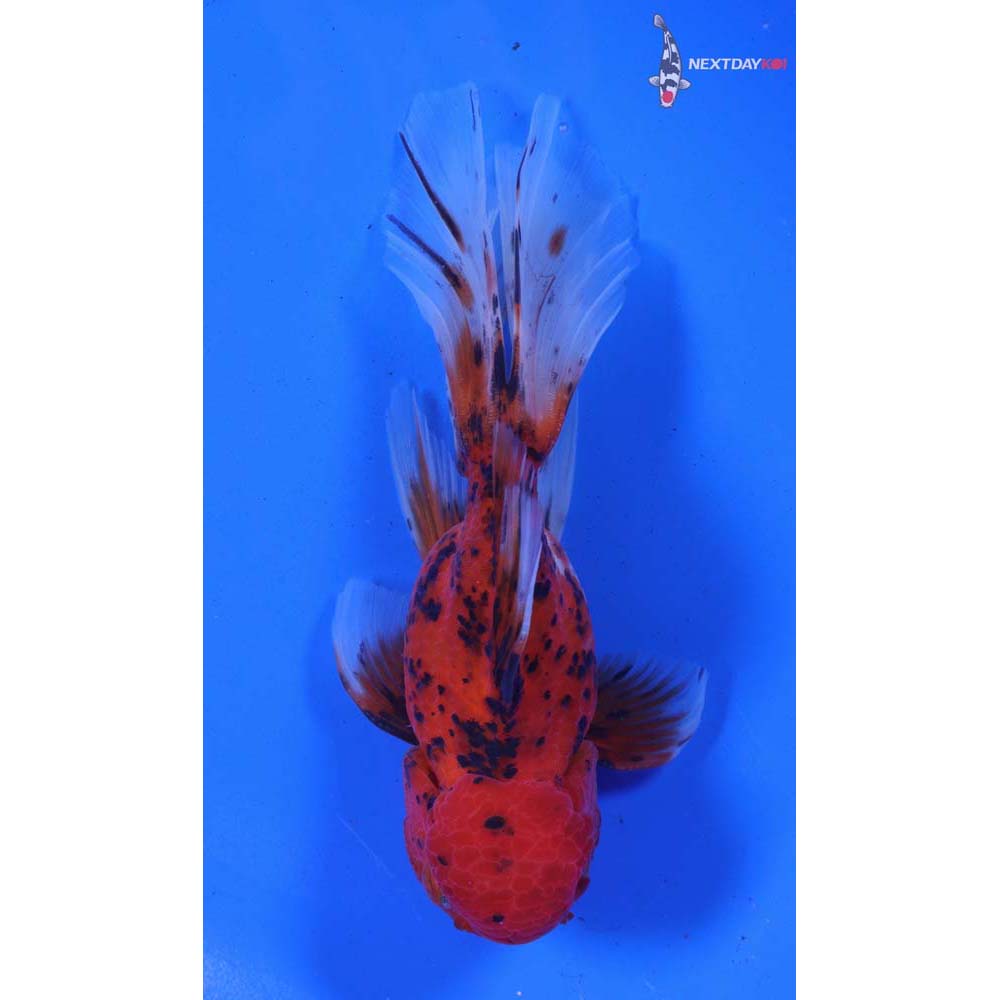 5” Imported Calico Oranda