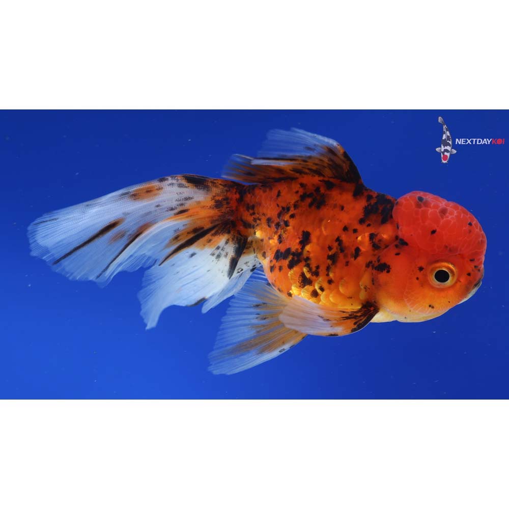 5” Imported Calico Oranda