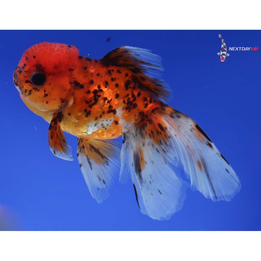 5” Imported Calico Oranda