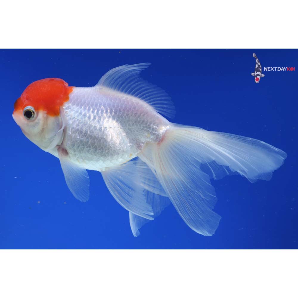 5” Imported Redcap Oranda