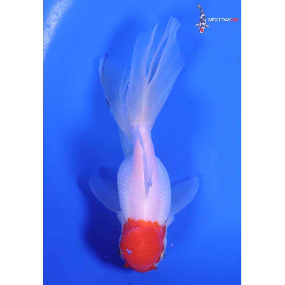 5” Imported Redcap Oranda