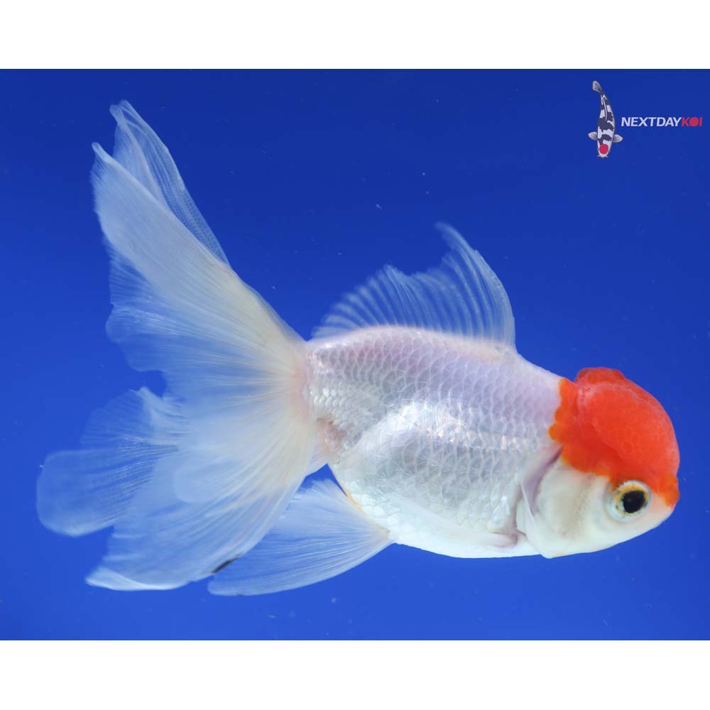 5” Imported Redcap Oranda