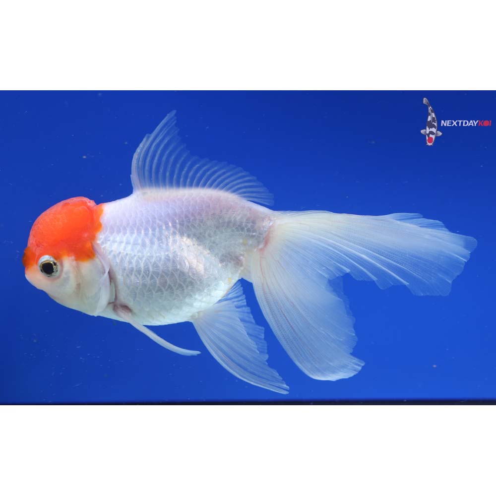 5” Imported Redcap Oranda