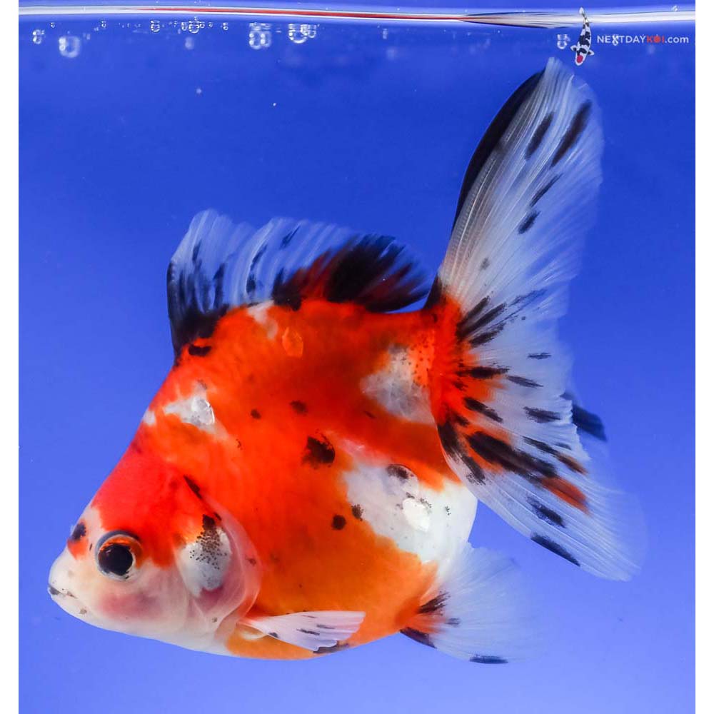 4.5” Imported Calico Ryukin