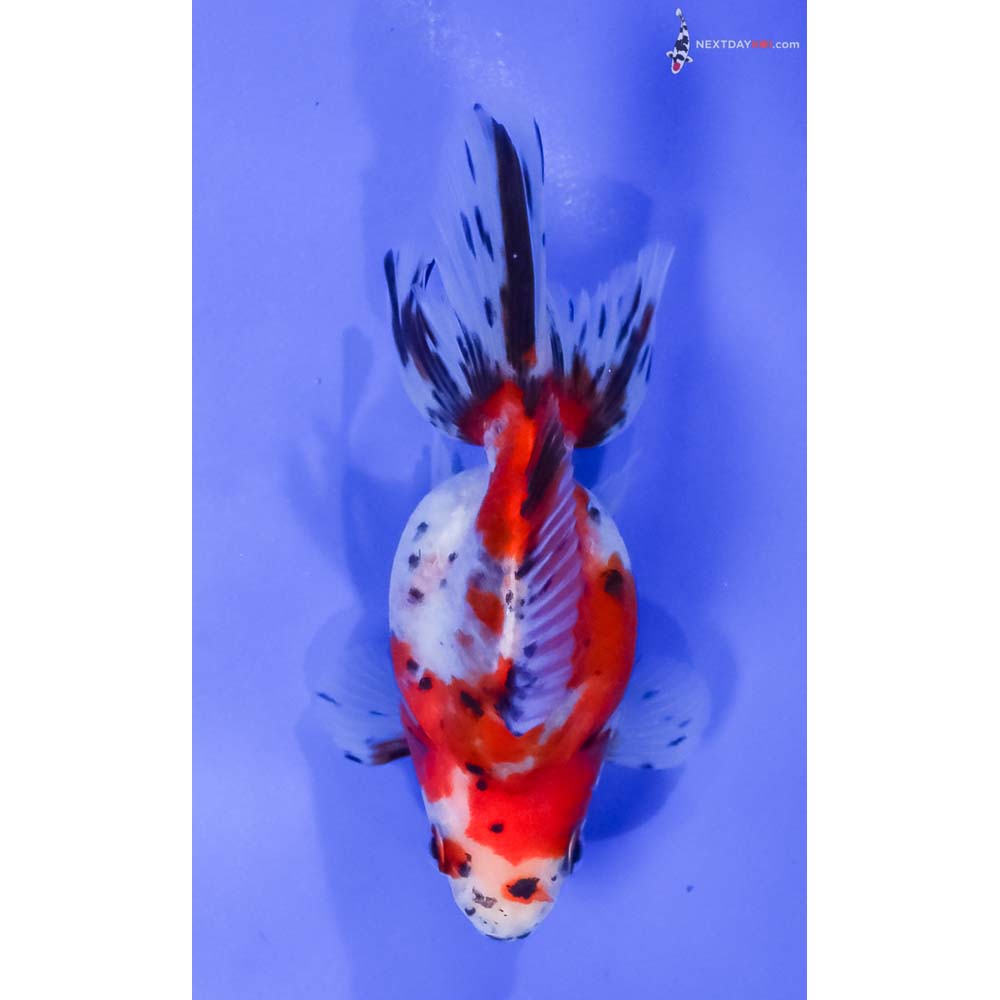 4.5” Imported Calico Ryukin