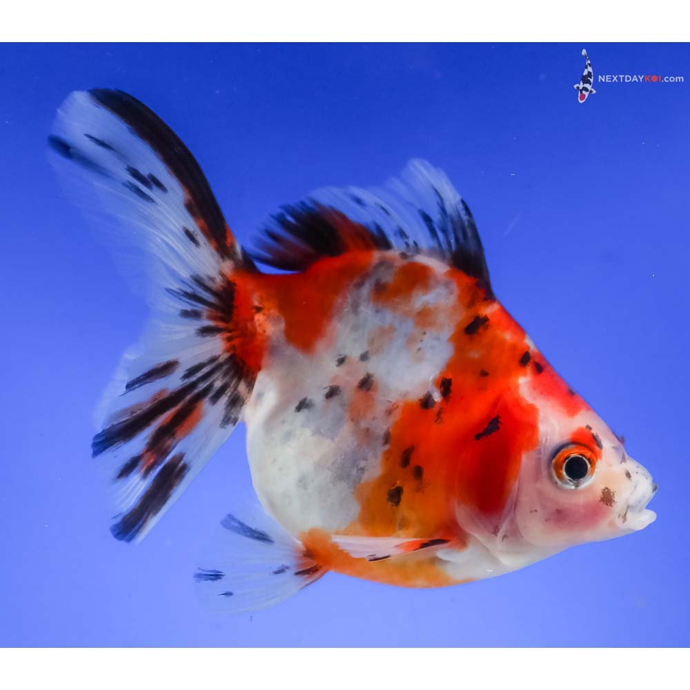 4.5” Imported Calico Ryukin