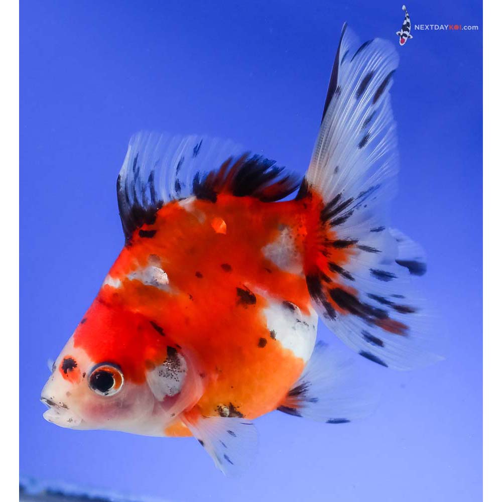 4.5” Imported Calico Ryukin