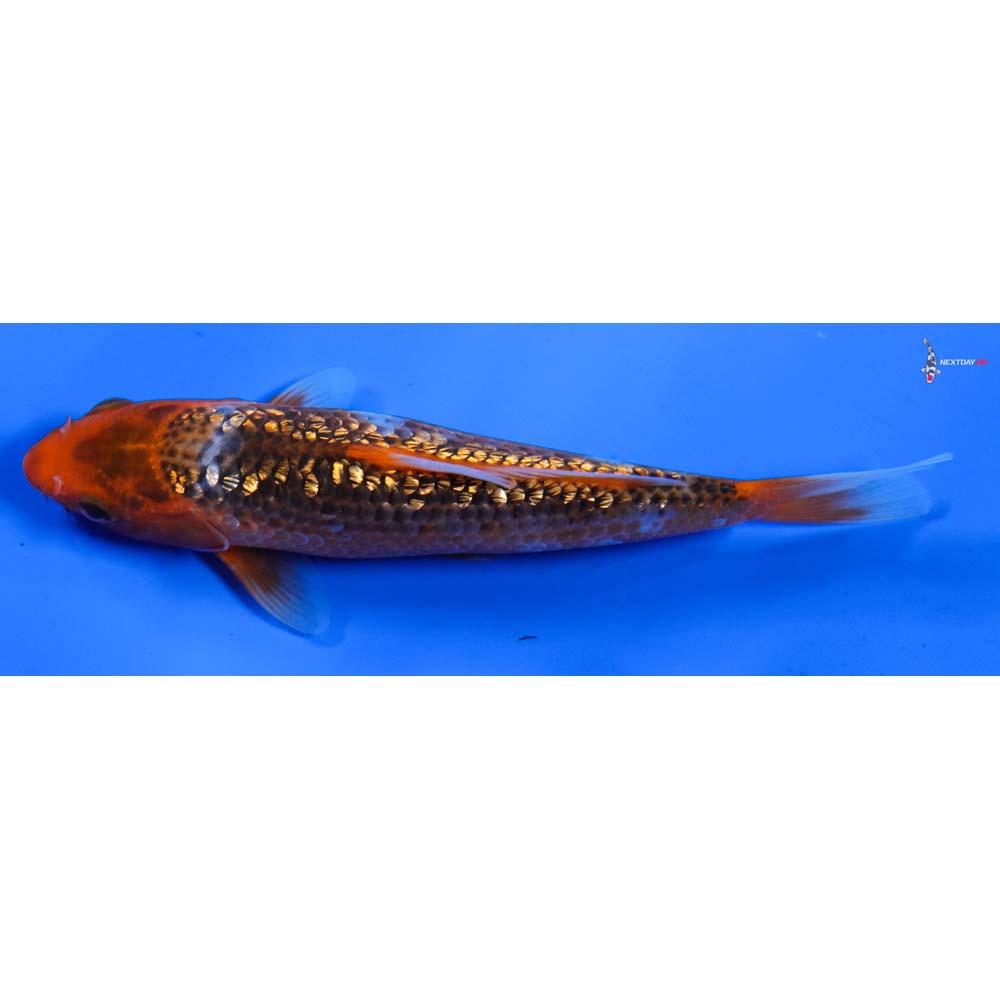 6.5” Imported Gin Rin Hi Asagi