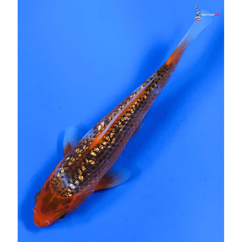 6.5” Imported Gin Rin Hi Asagi