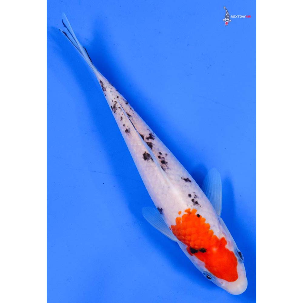 6.5” Imported Sanke