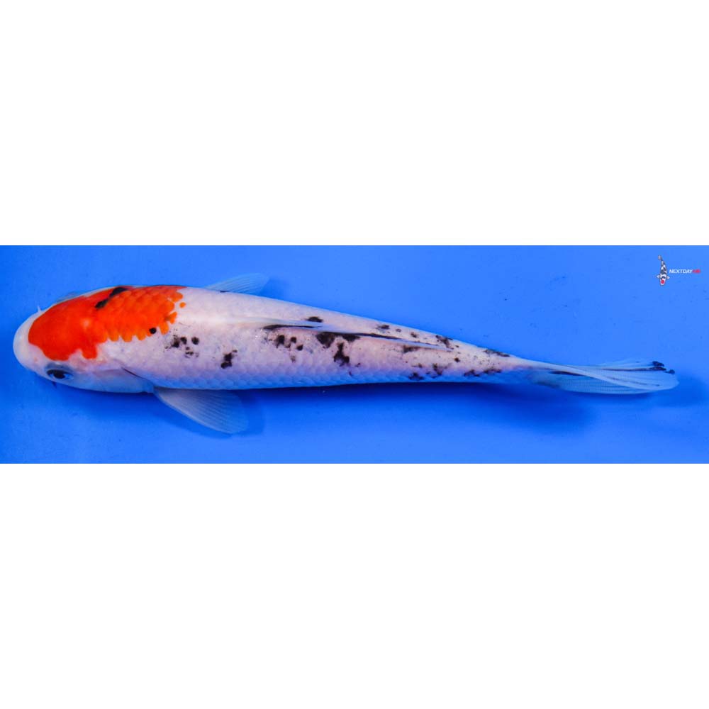 6.5” Imported Sanke