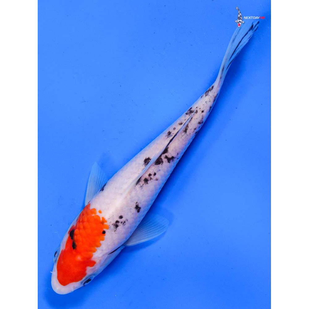 6.5” Imported Sanke