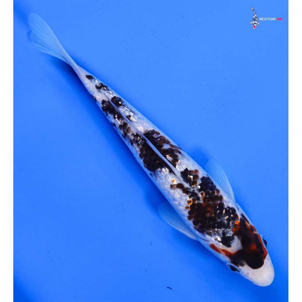 7.5” Imported Gin Rin Goromo