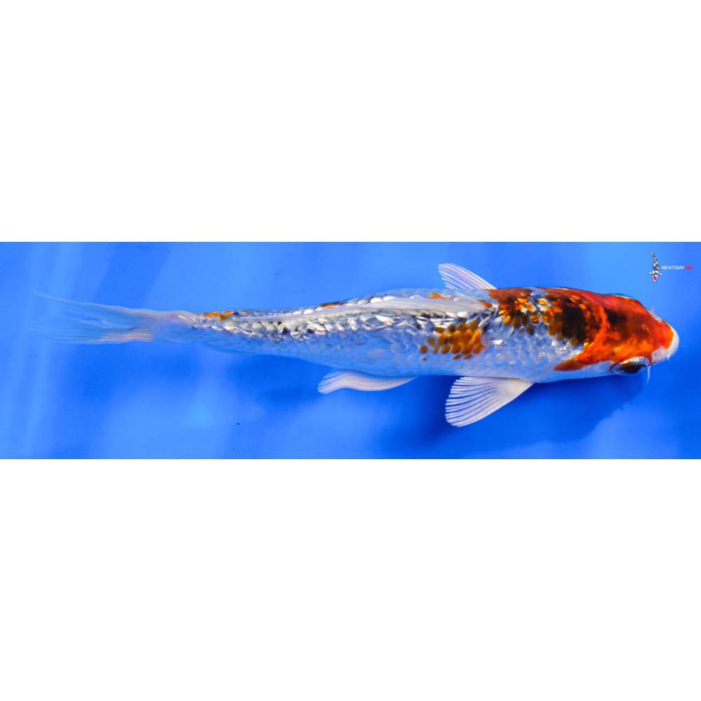 6” Imported Gin Rin Kujaku