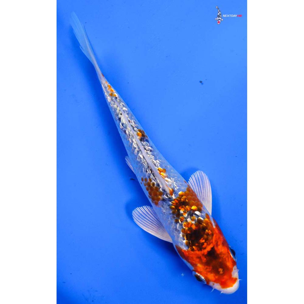 6” Imported Gin Rin Kujaku