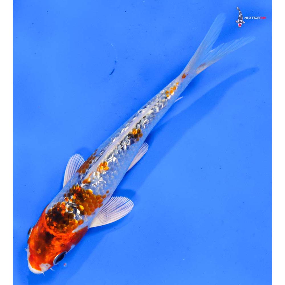 6” Imported Gin Rin Kujaku