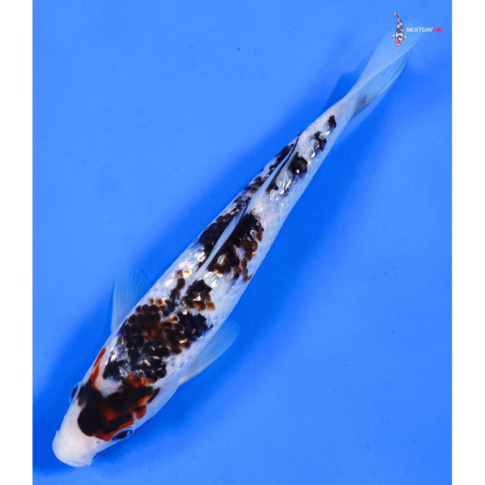 7.5” Imported Gin Rin Goromo