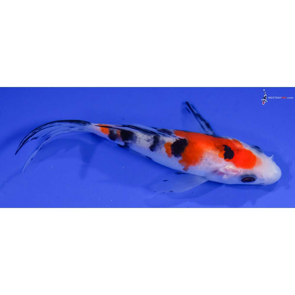 4.5” Imported Sanke Butterfly Koi