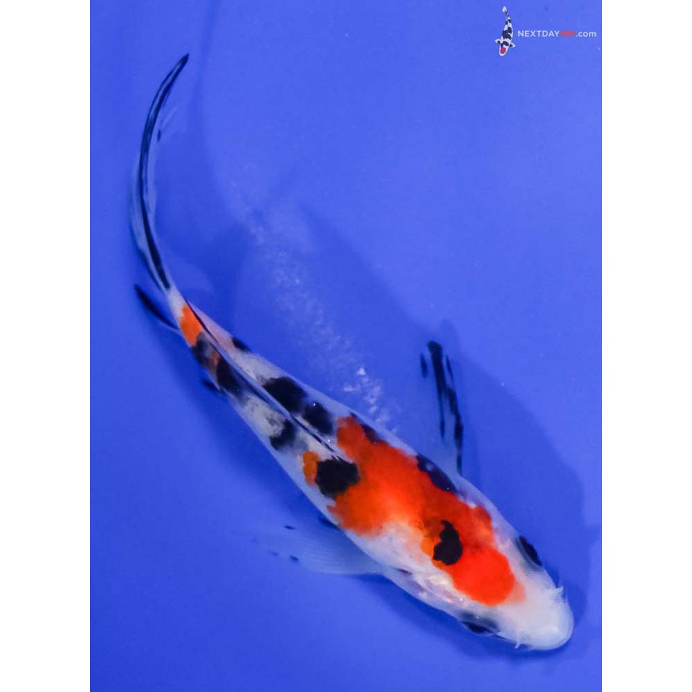 4.5” Imported Sanke Butterfly Koi