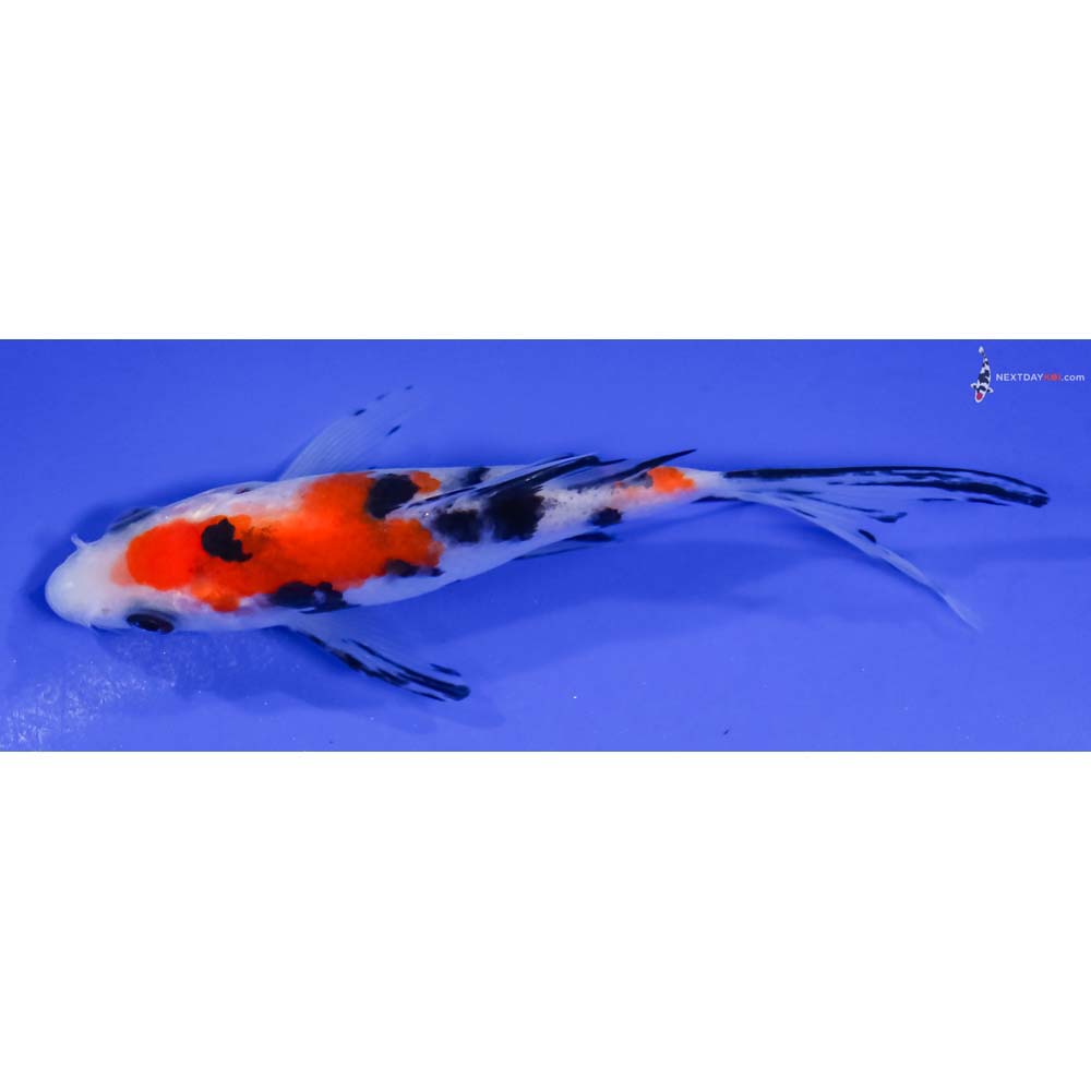 4.5” Imported Sanke Butterfly Koi