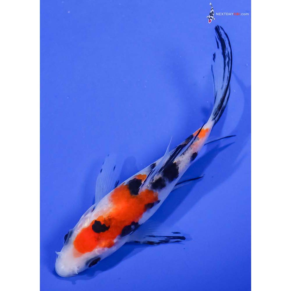 4.5” Imported Sanke Butterfly Koi