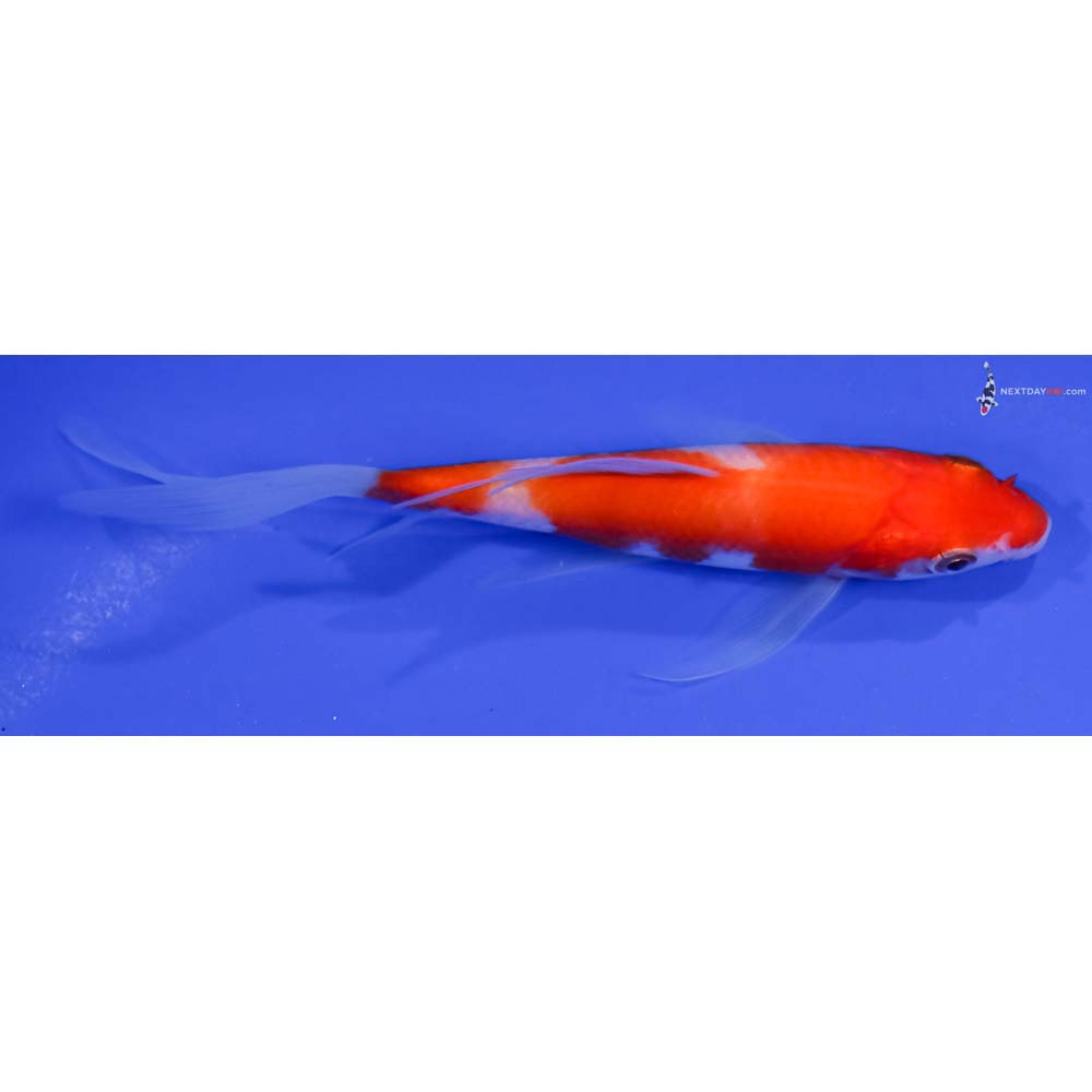 5” Imported Kohaku Butterfly Koi