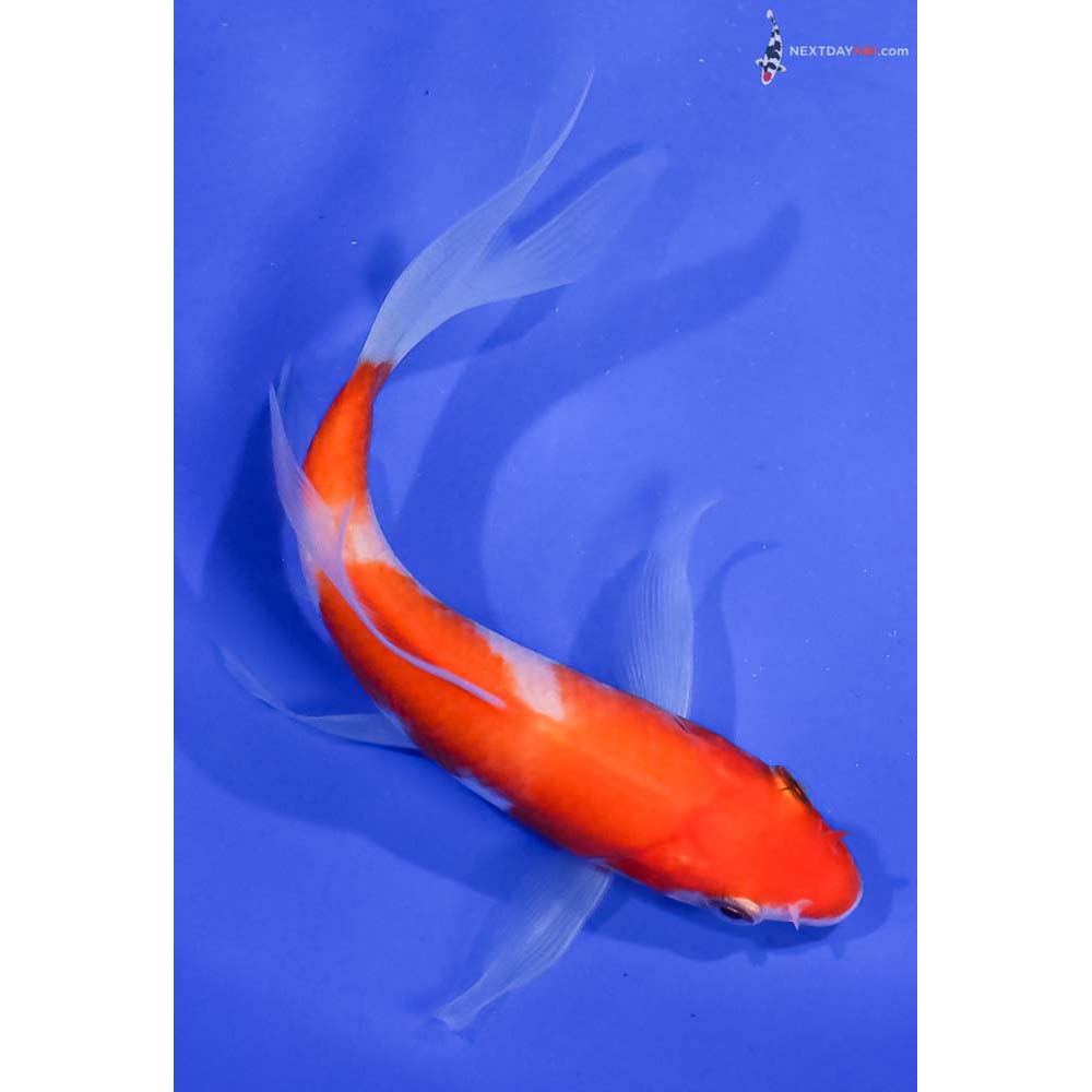 5” Imported Kohaku Butterfly Koi