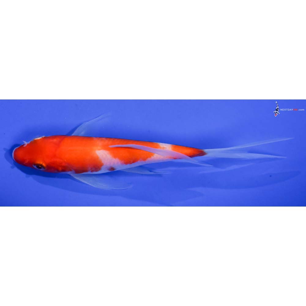 5” Imported Kohaku Butterfly Koi