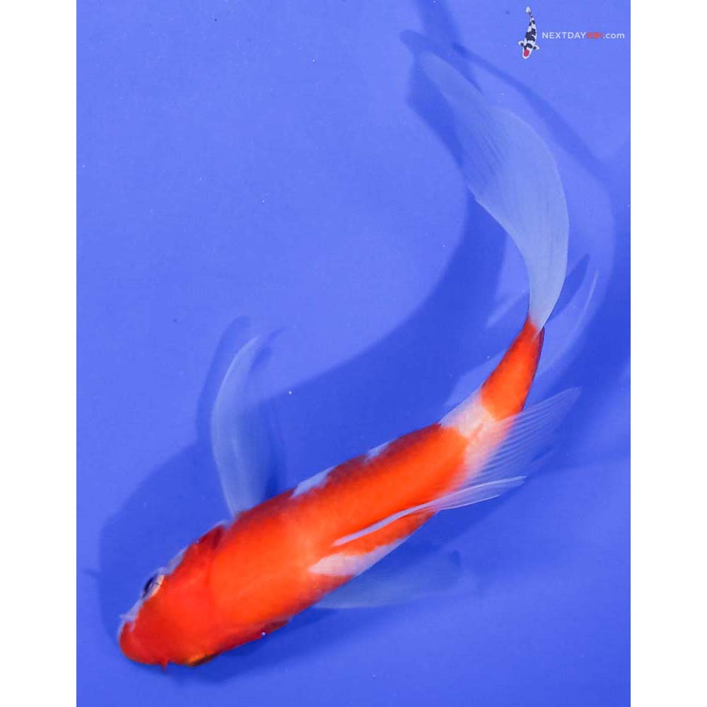 5” Imported Kohaku Butterfly Koi