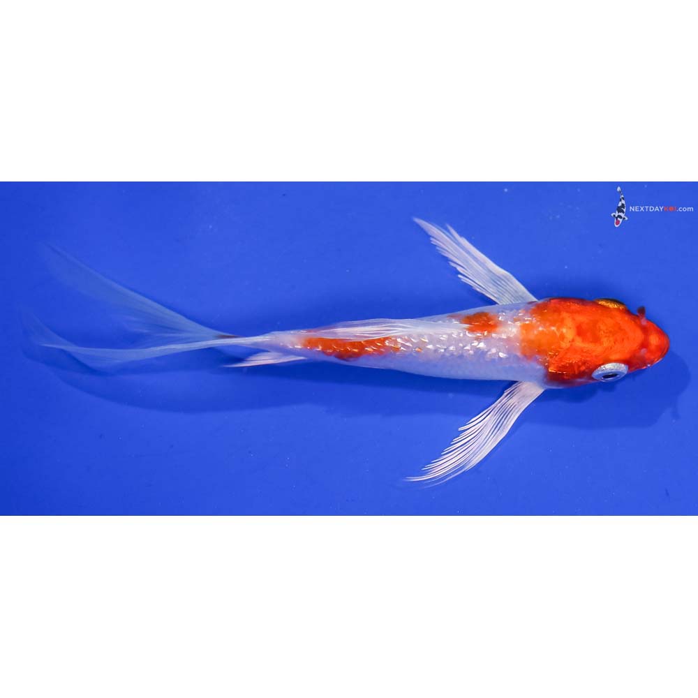 5” Imported Gin Rin Hariwake Butterfly Koi