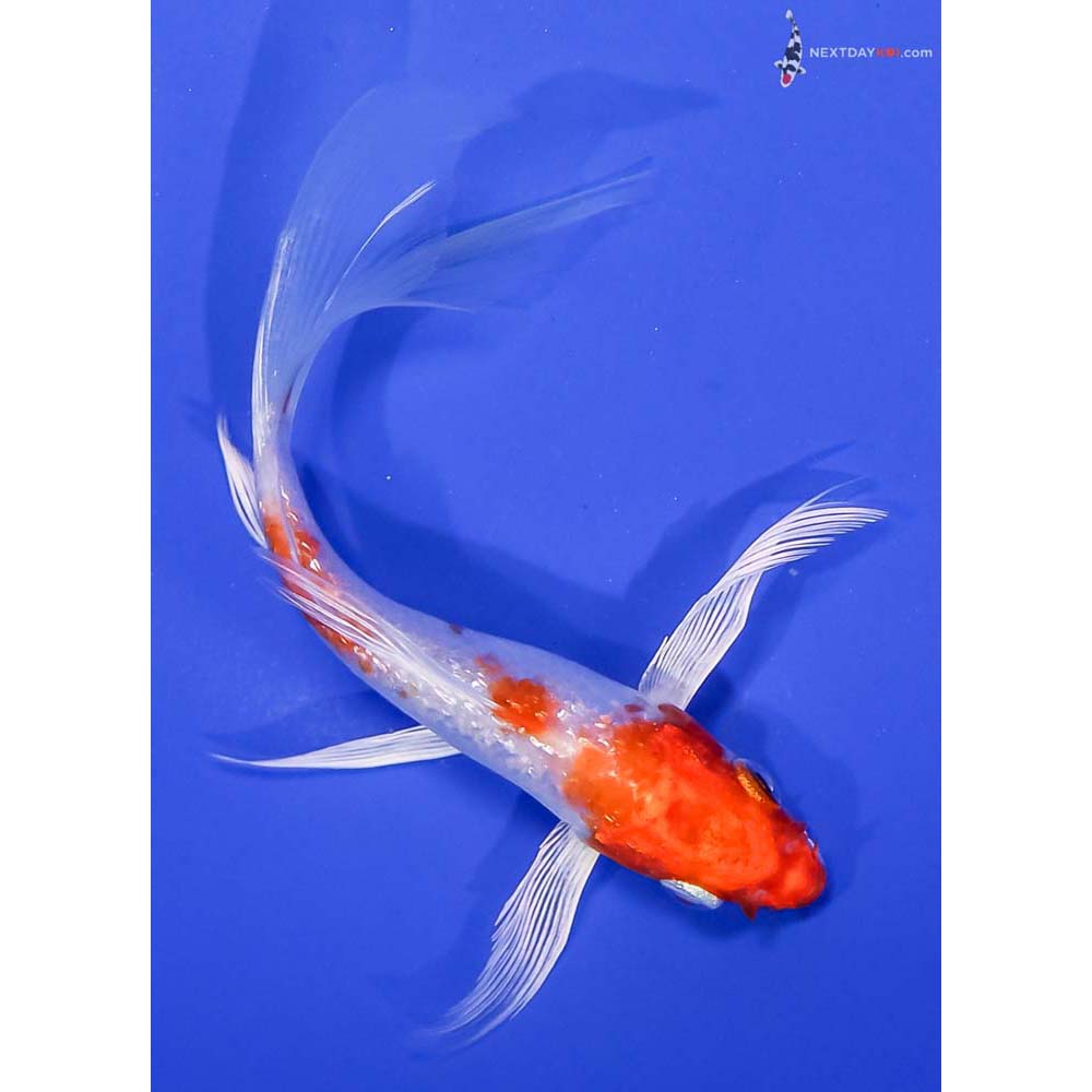 5” Imported Gin Rin Hariwake Butterfly Koi