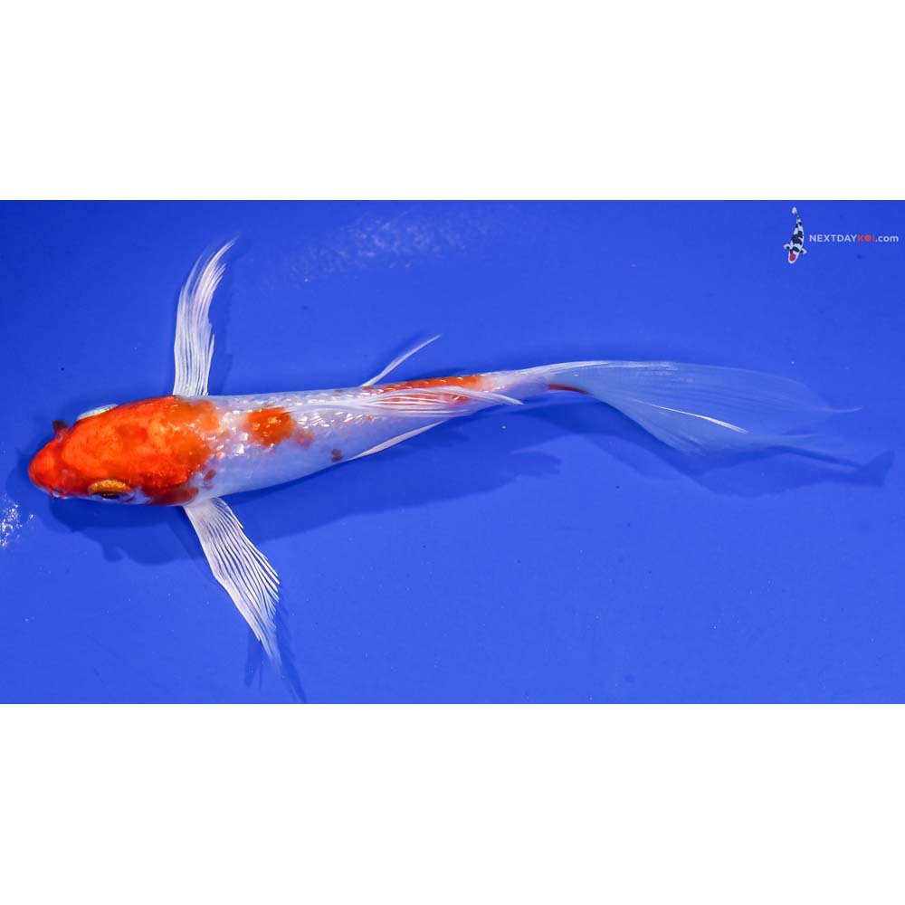5” Imported Gin Rin Hariwake Butterfly Koi
