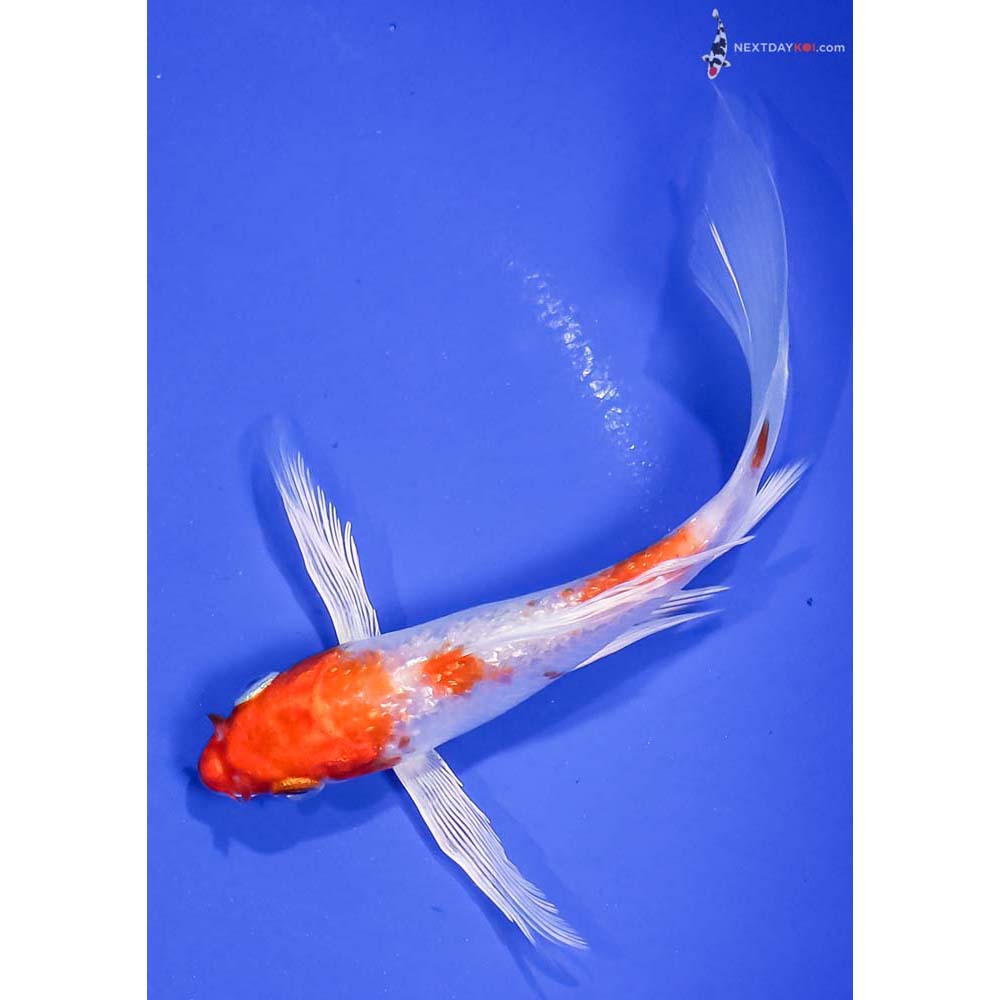 5” Imported Gin Rin Hariwake Butterfly Koi
