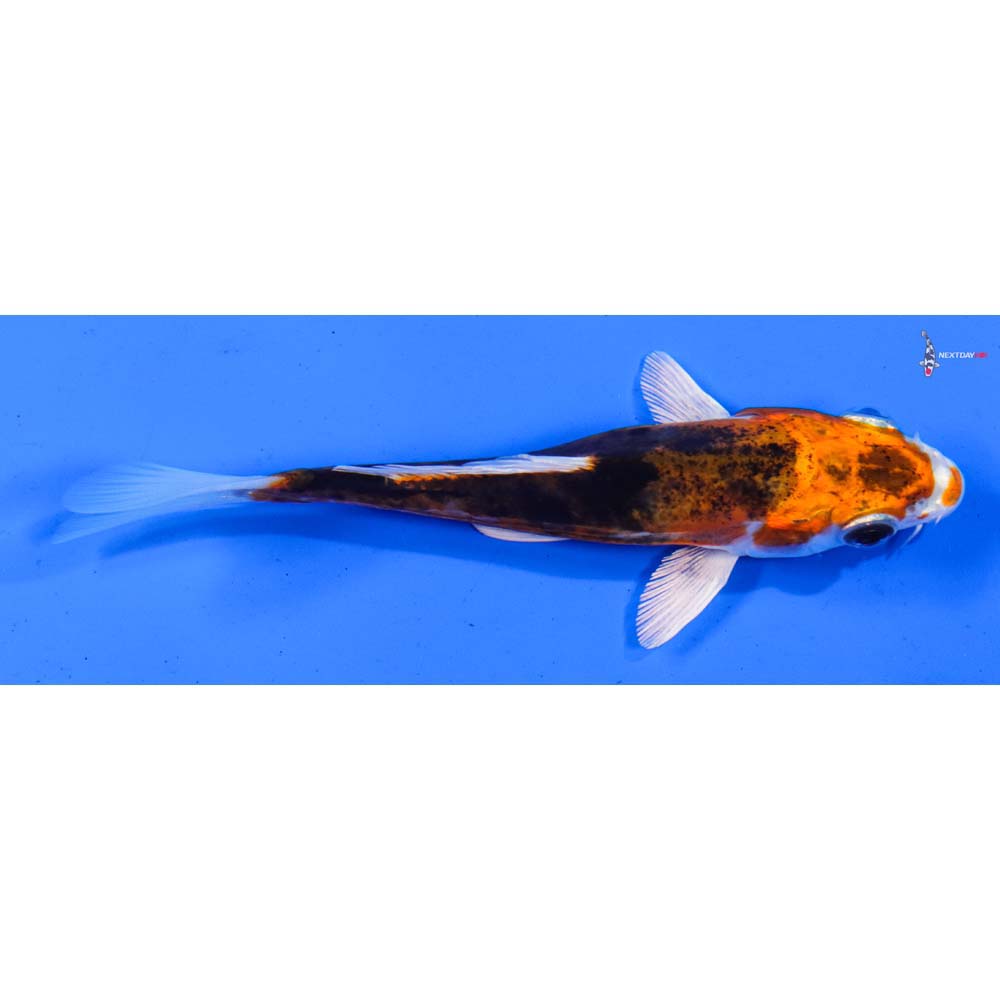 5” Imported Kin Kikokuryu