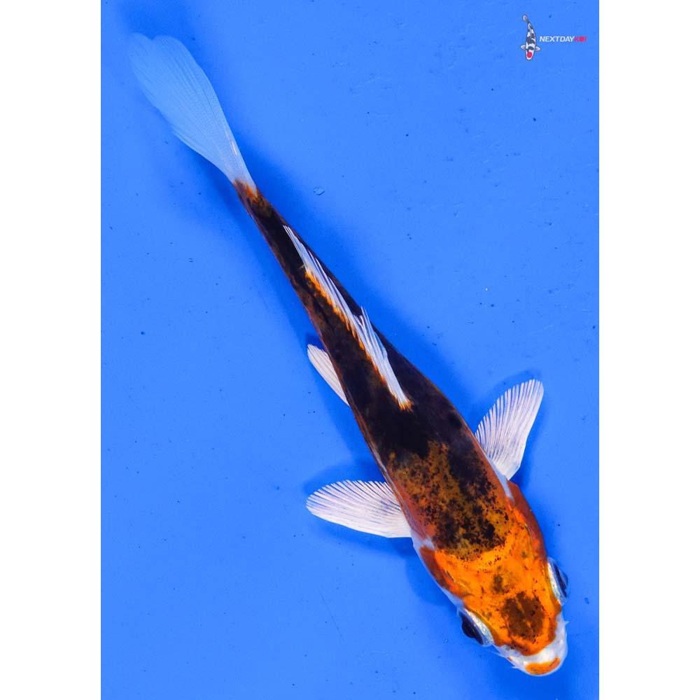 5” Imported Kin Kikokuryu