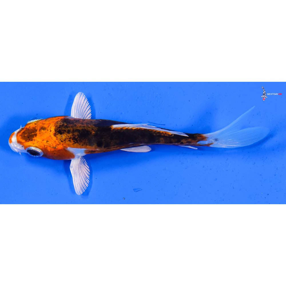 5” Imported Kin Kikokuryu