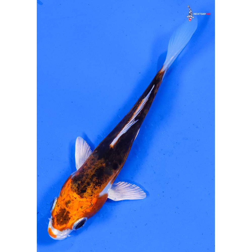 5” Imported Kin Kikokuryu