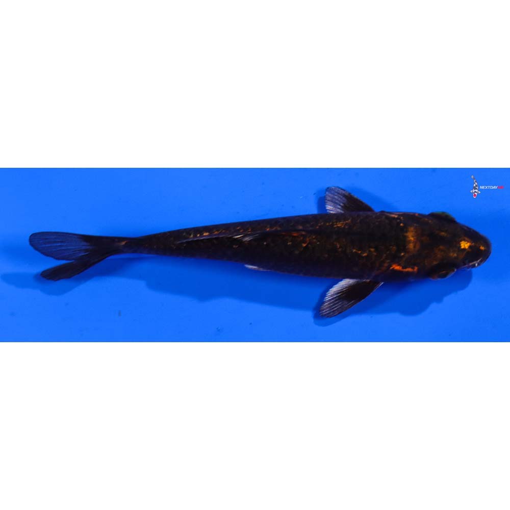 5” Imported Gin Rin Nezu Ogon