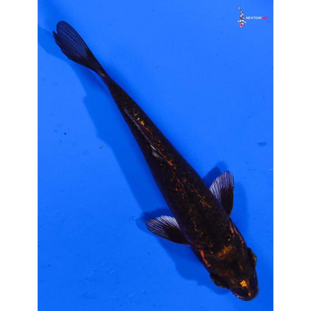 5” Imported Gin Rin Nezu Ogon