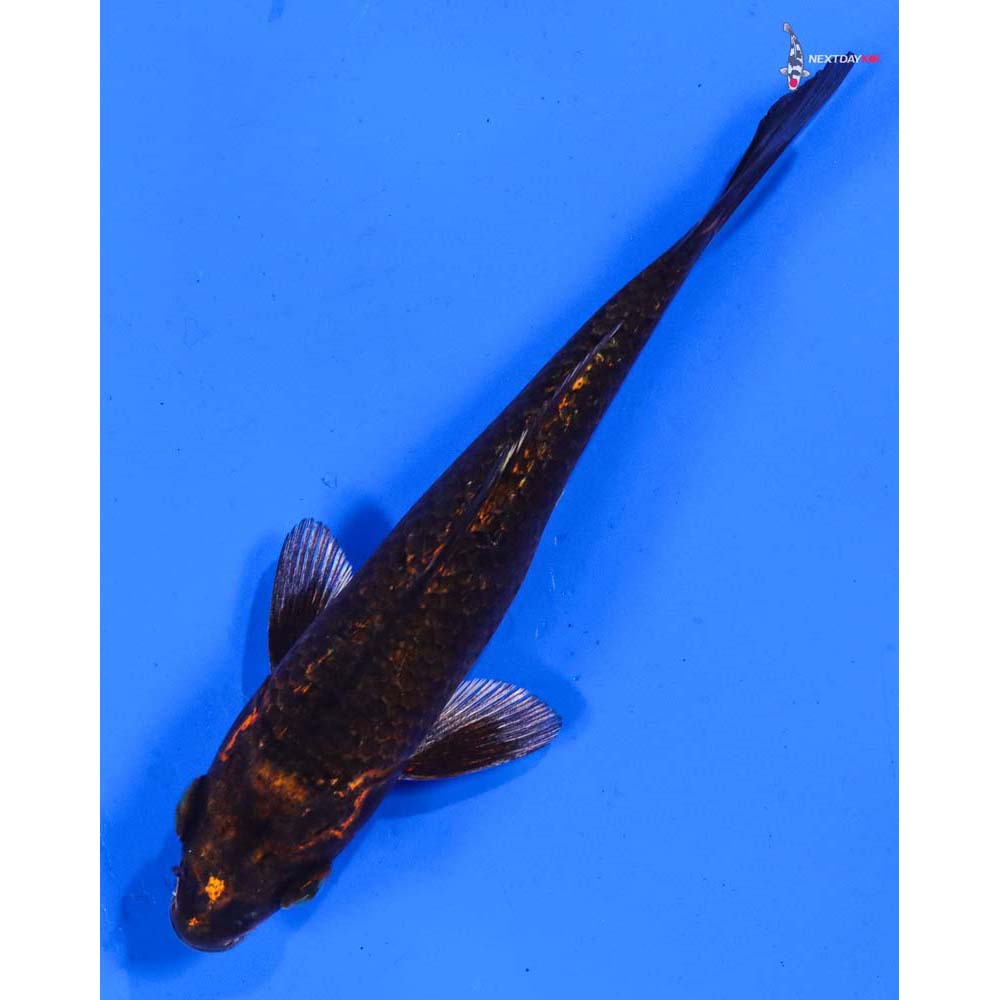 5” Imported Gin Rin Nezu Ogon