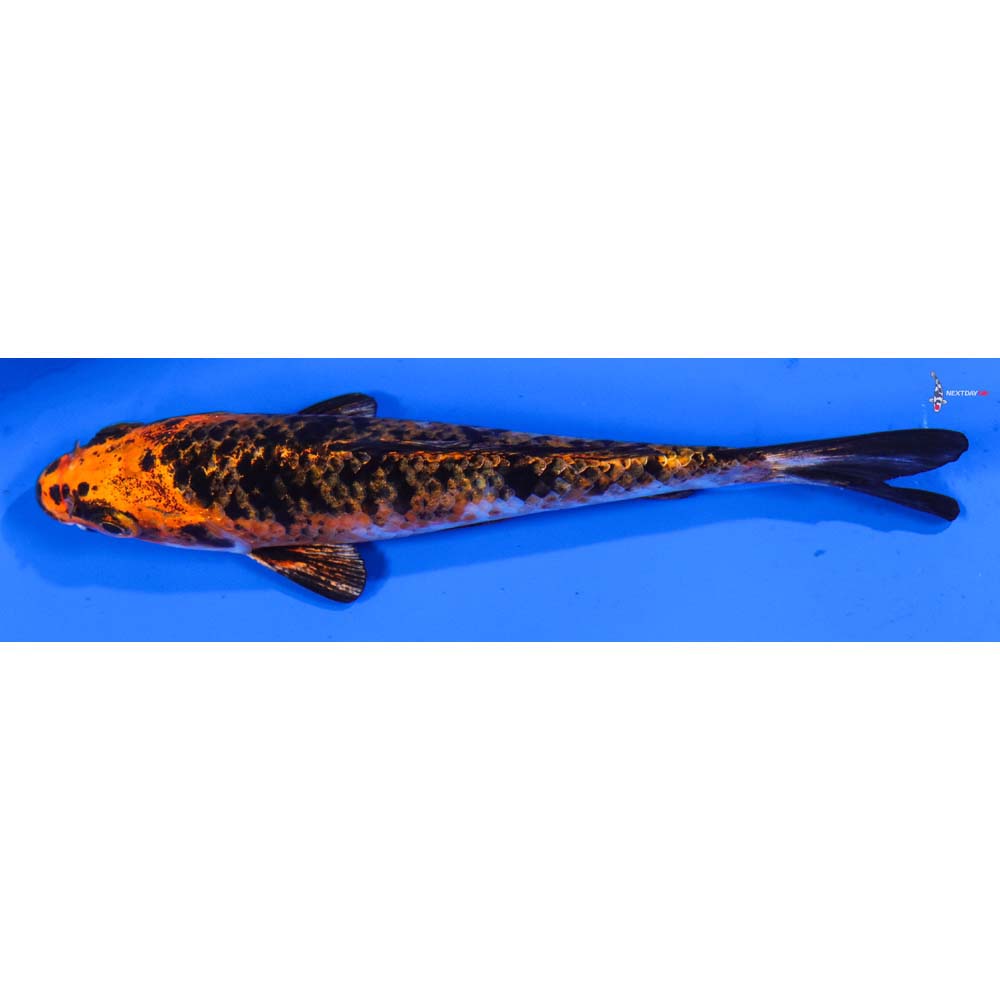 5.5” Imported Kujaku