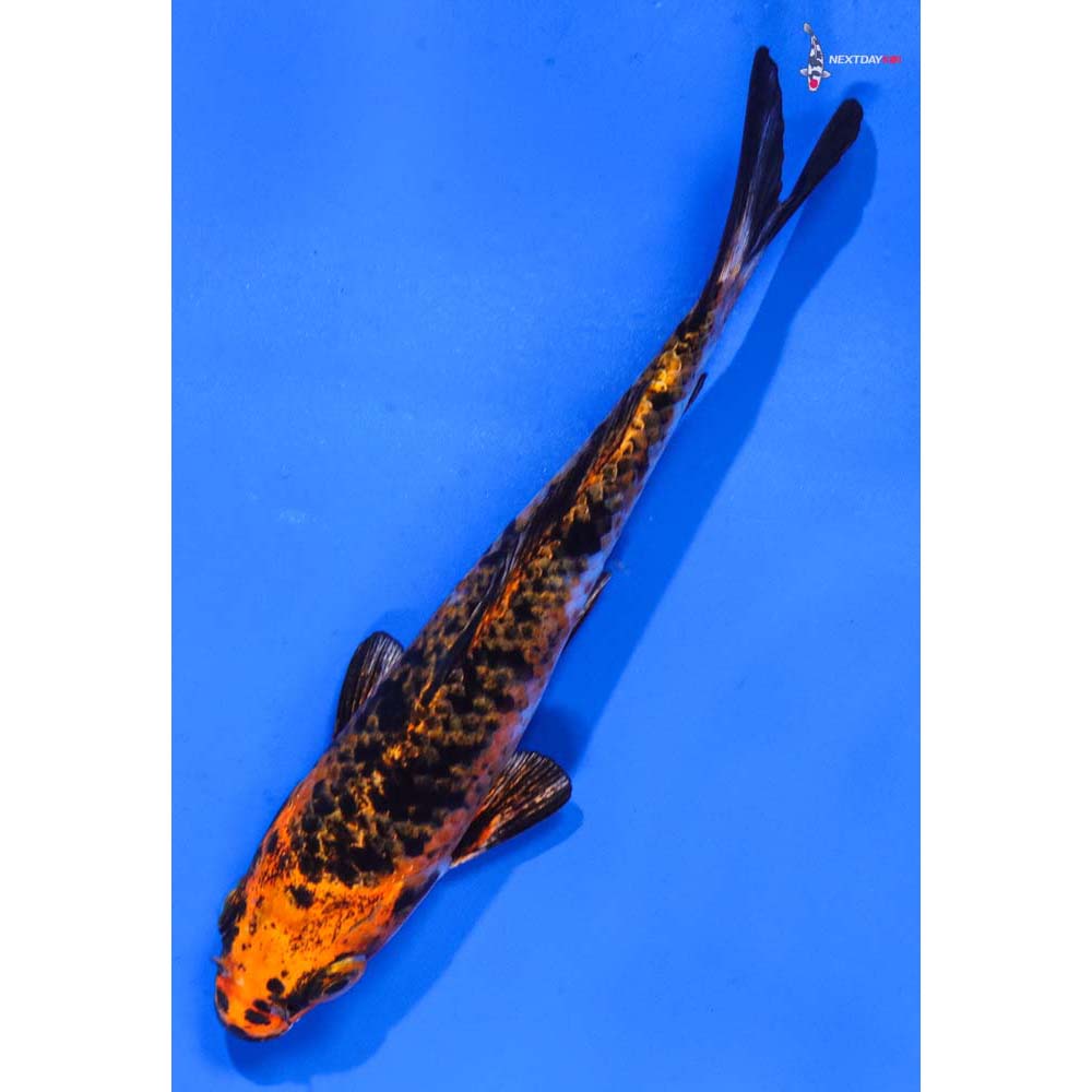 5.5” Imported Kujaku
