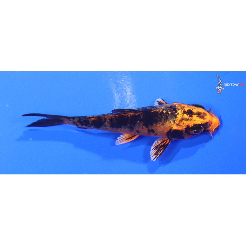 3” Imported Kin Aka Bekko