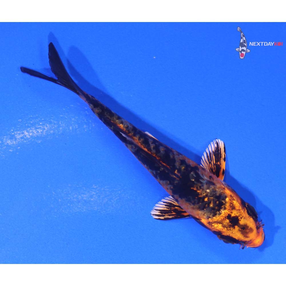 3” Imported Kin Aka Bekko