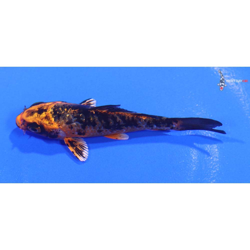 3” Imported Kin Aka Bekko