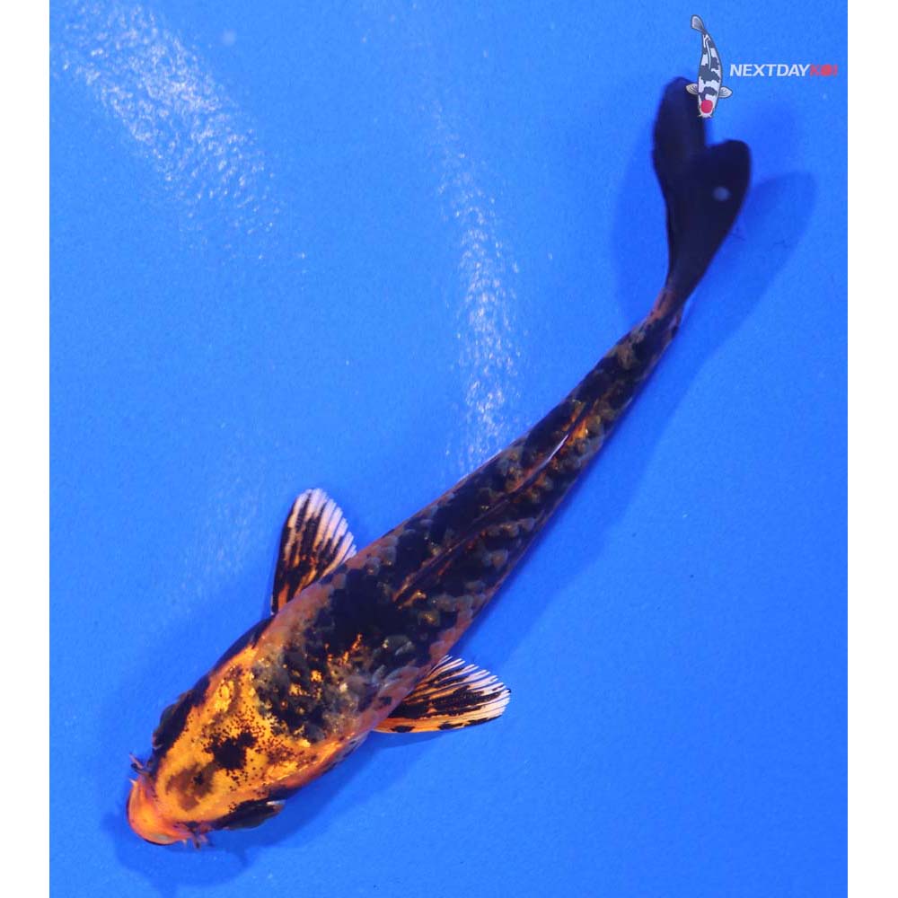 3” Imported Kin Aka Bekko